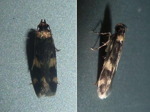 Réf. 188 503 : Oegoconia sp.
